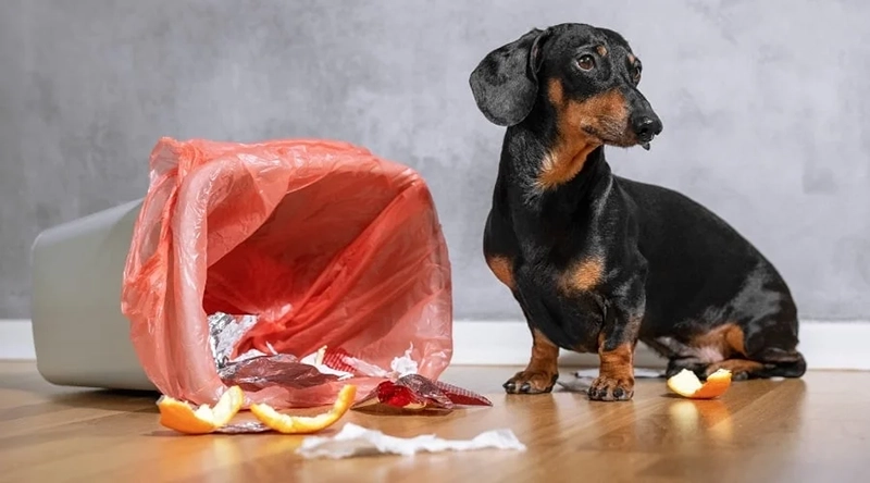 Dogs often eat random things, such as wax paper, parchment paper, tin foil, etc. 