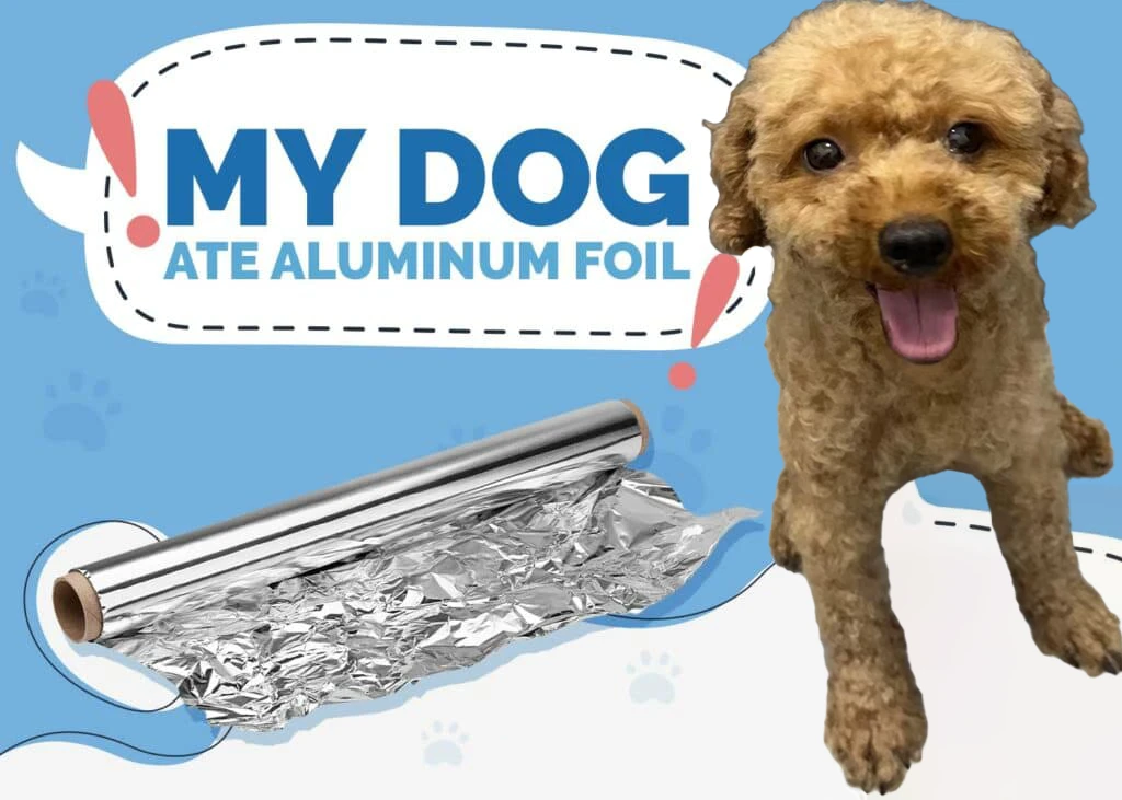 my dog ate aluminum foil help