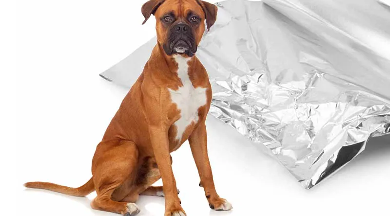 your dog may have eaten aluminum foil